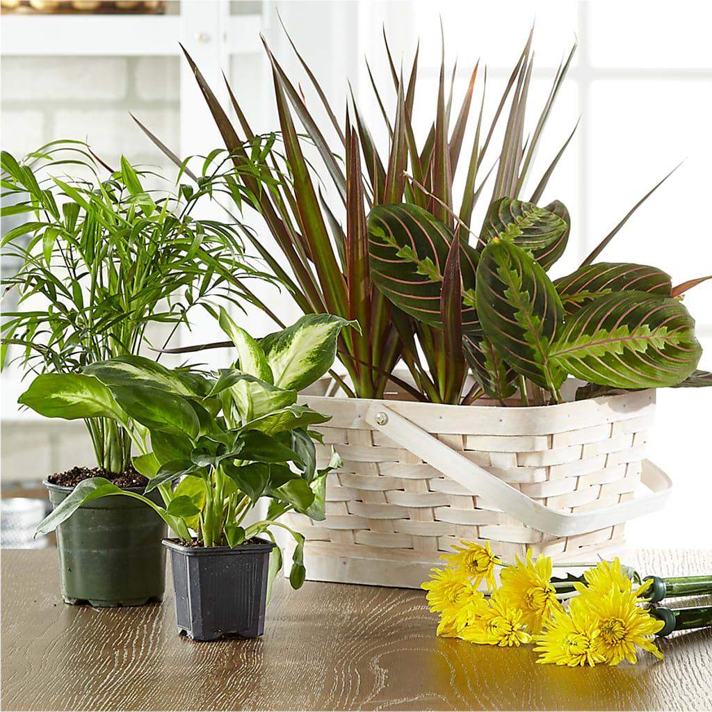 Florist Designed Blooming and Green Plants in a Basket – Showcase Flowers, San Francisco CA