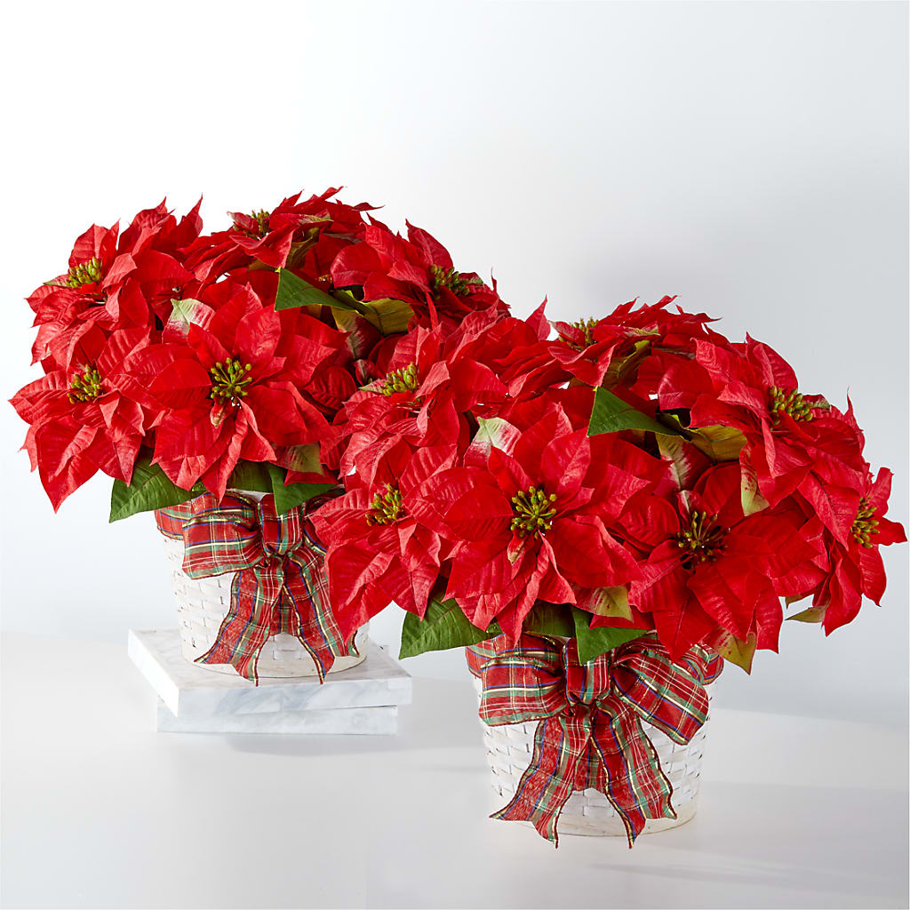 Happiest Holidays Poinsettia Bundle – Showcase Flowers, San Francisco CA