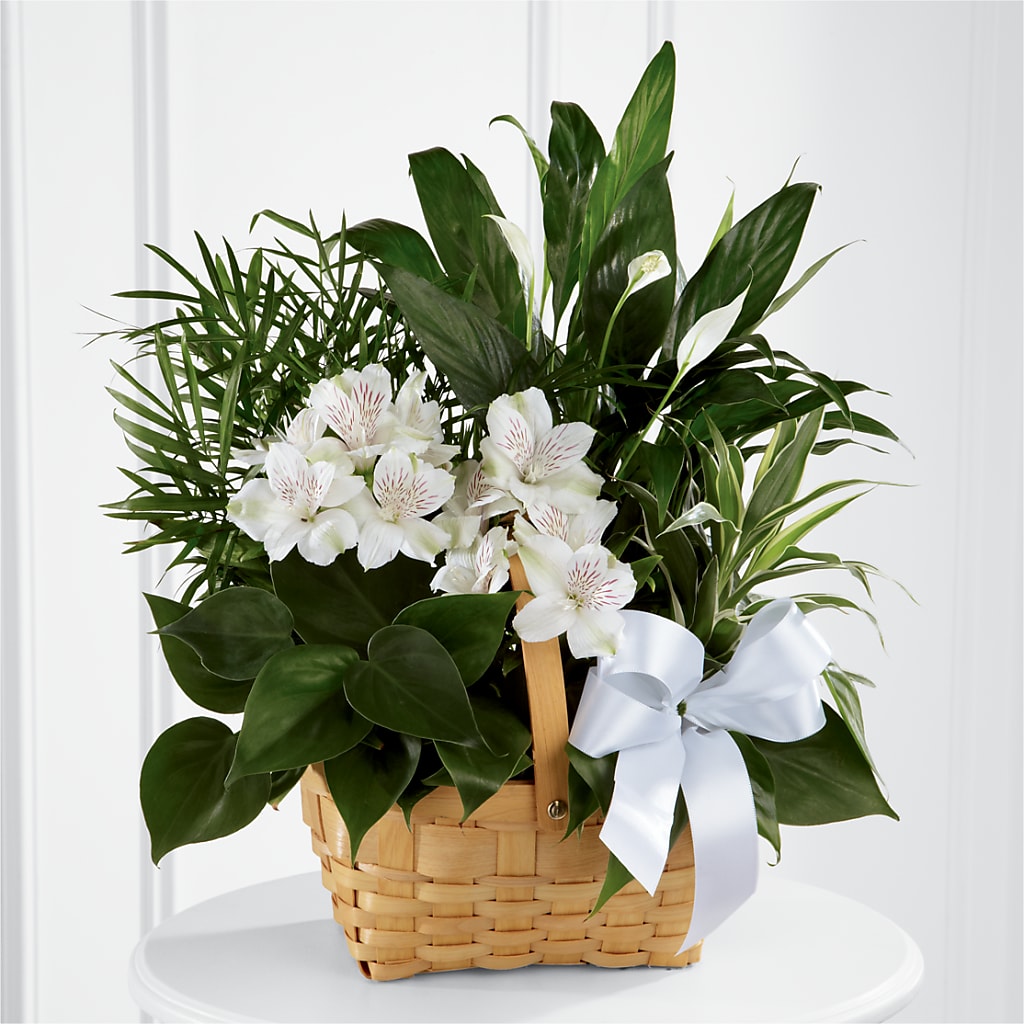 Peace & Serenity Dishgarden – Showcase Flowers, San Francisco CA