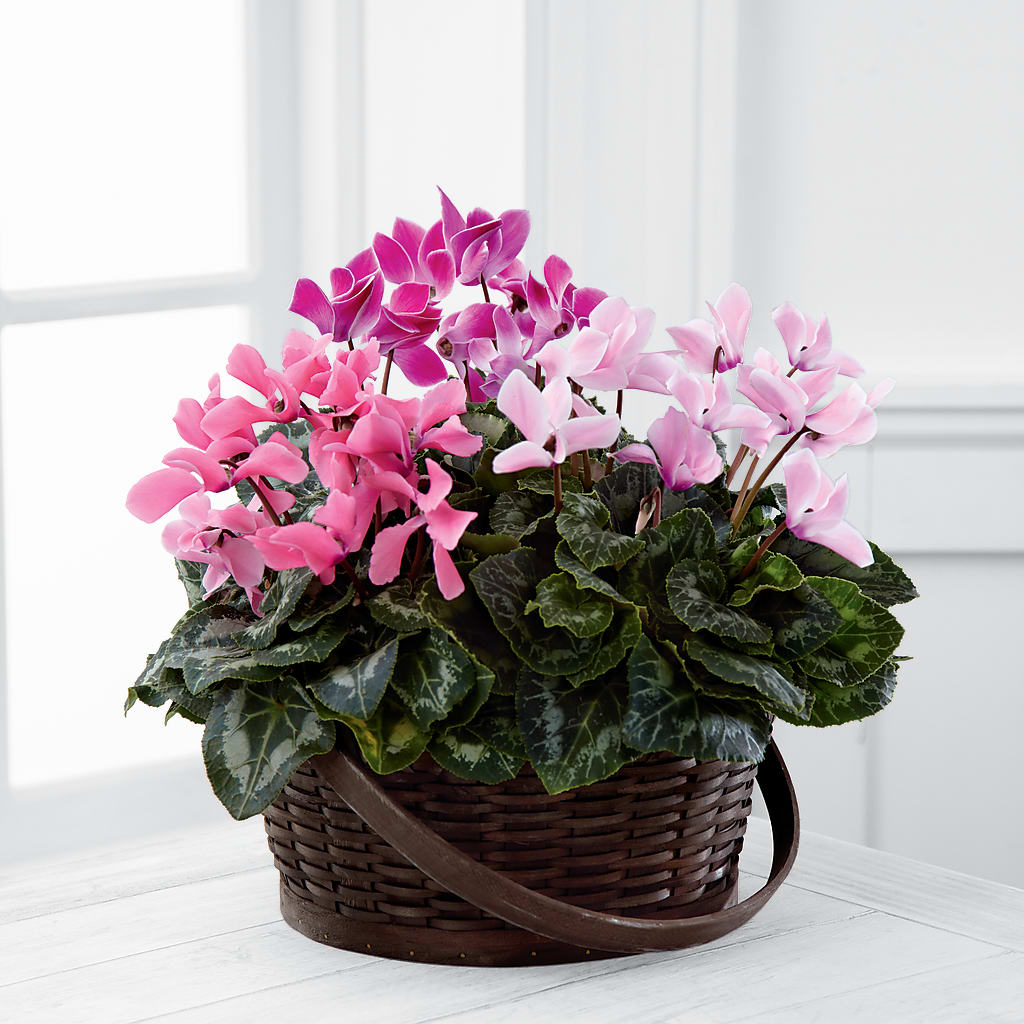 Mixed Cyclamen Planter – Showcase Flowers, San Francisco CA