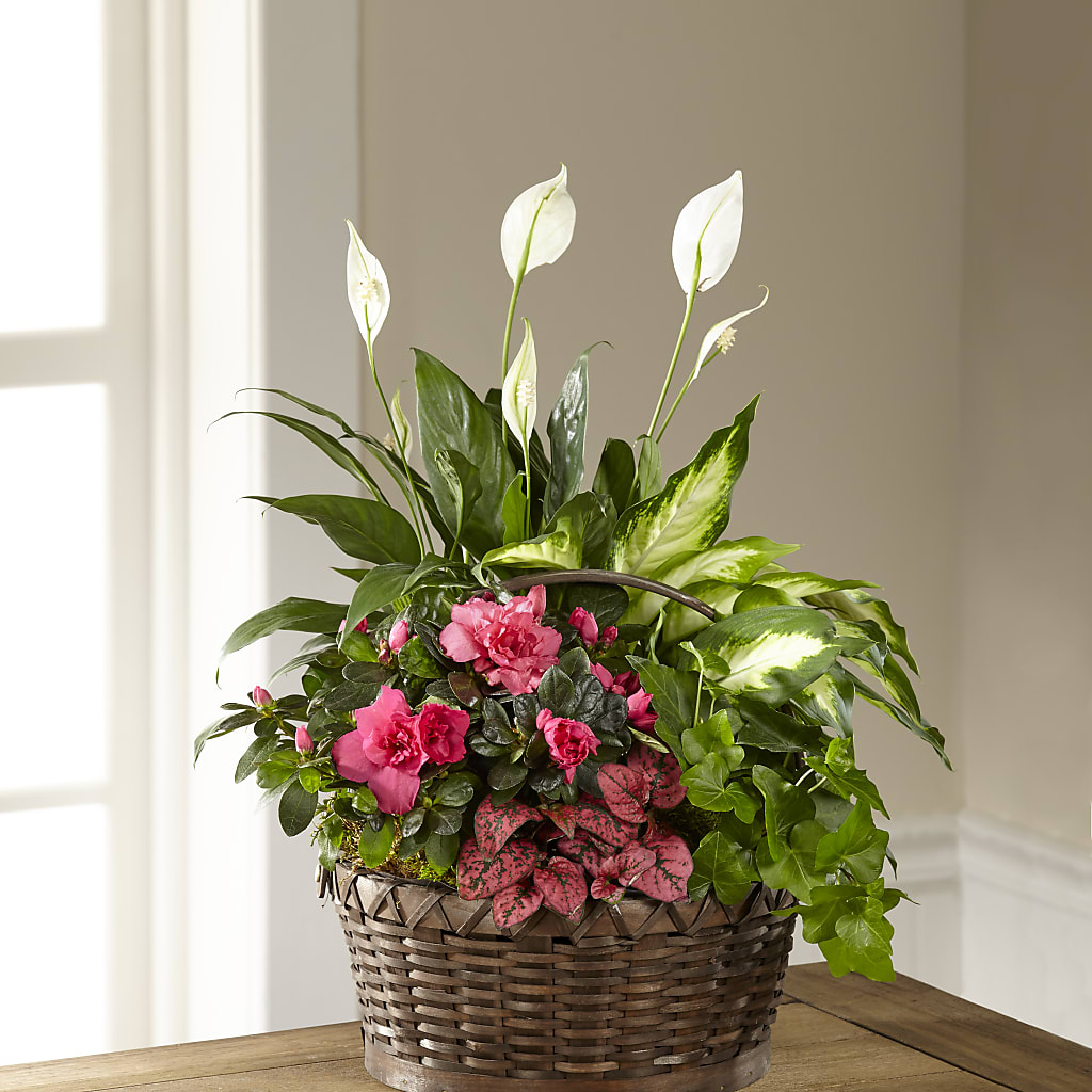 Dream in Pink Dishgarden – Showcase Flowers, San Francisco CA