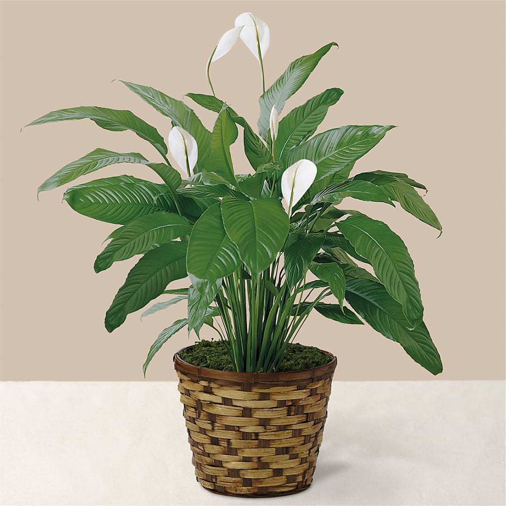 Tranquil Moments Peace Lily Plant – Showcase Flowers, San Francisco CA