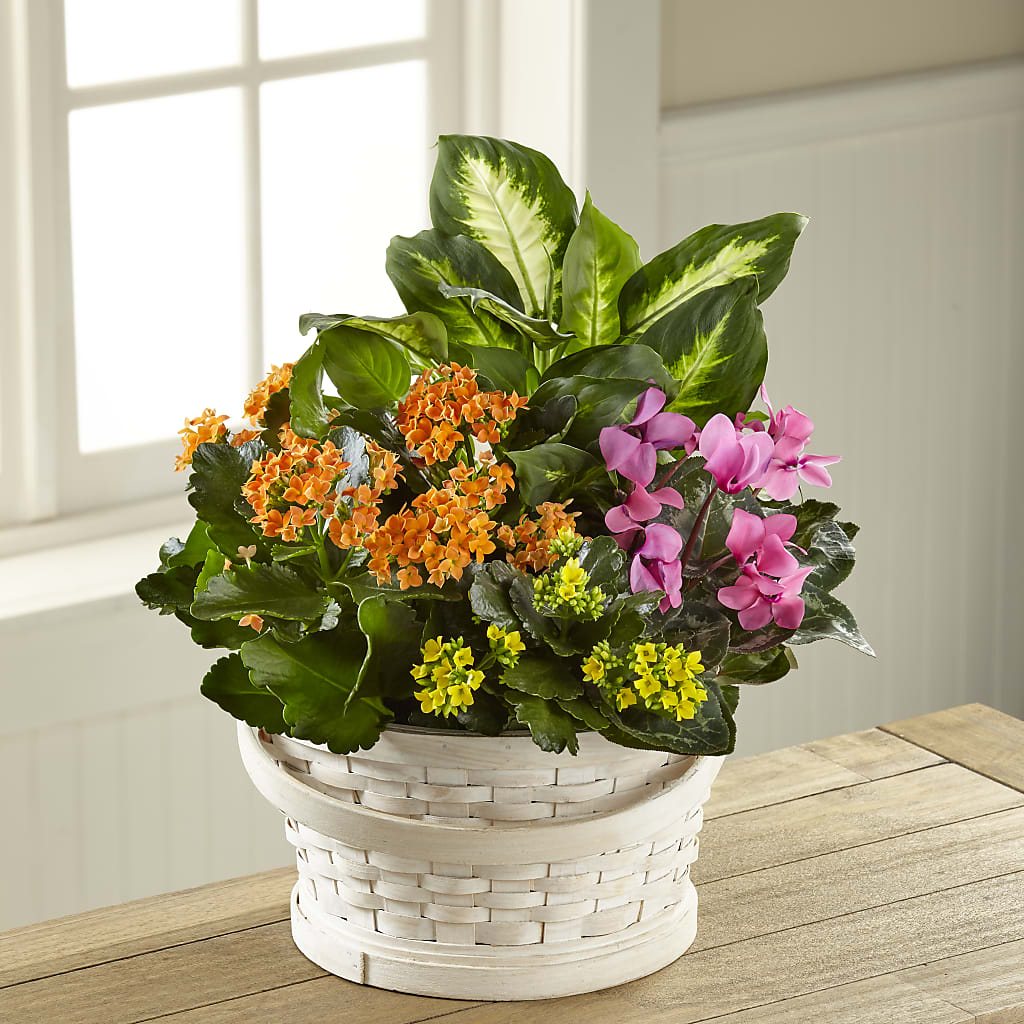 Color Crush Dishgarden – Showcase Flowers, San Francisco CA