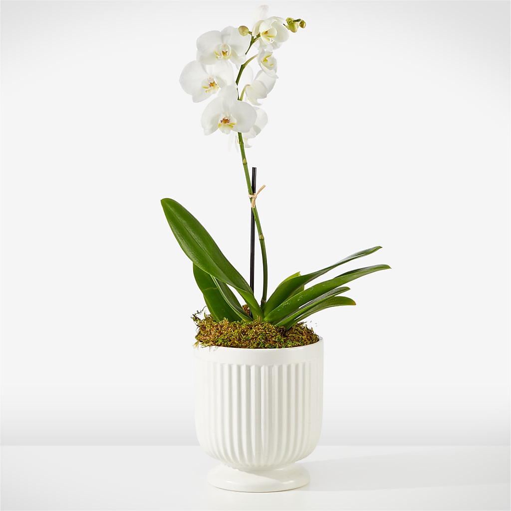 Whispering White Orchid – Showcase Flowers, San Francisco CA