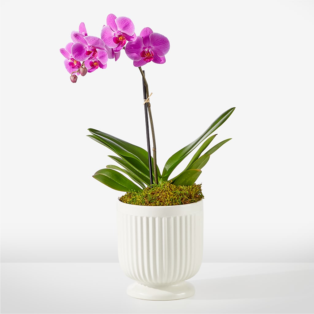 Friendly Fuchsia Orchid – Showcase Flowers, San Francisco CA