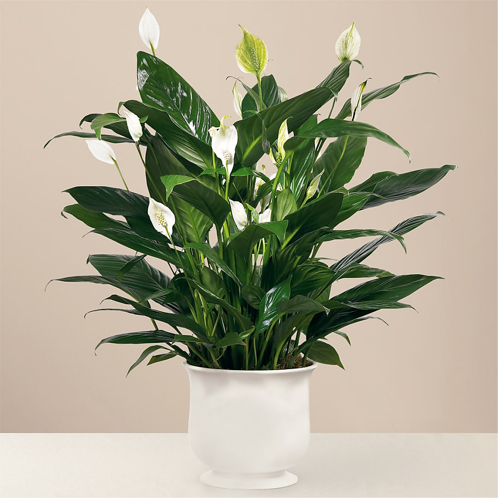 Comfort Planter – Showcase Flowers, San Francisco CA