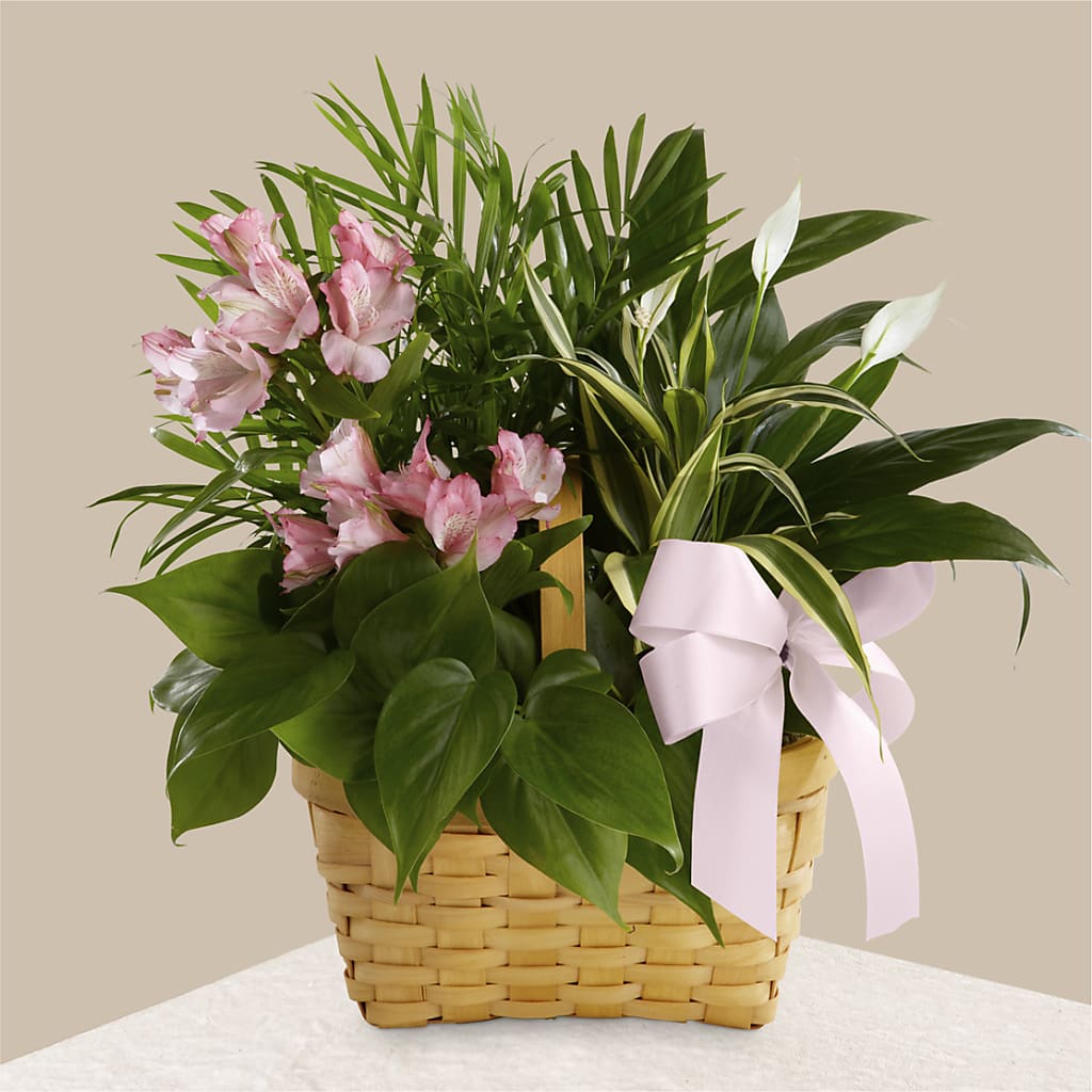 Living Spirit Dishgarden – Showcase Flowers, San Francisco CA