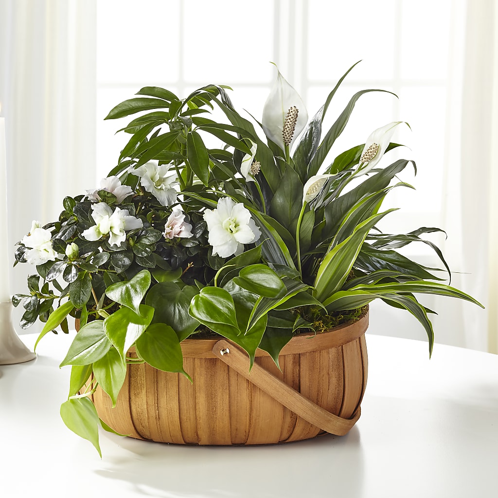 Serene Dishgarden – Showcase Flowers, San Francisco CA