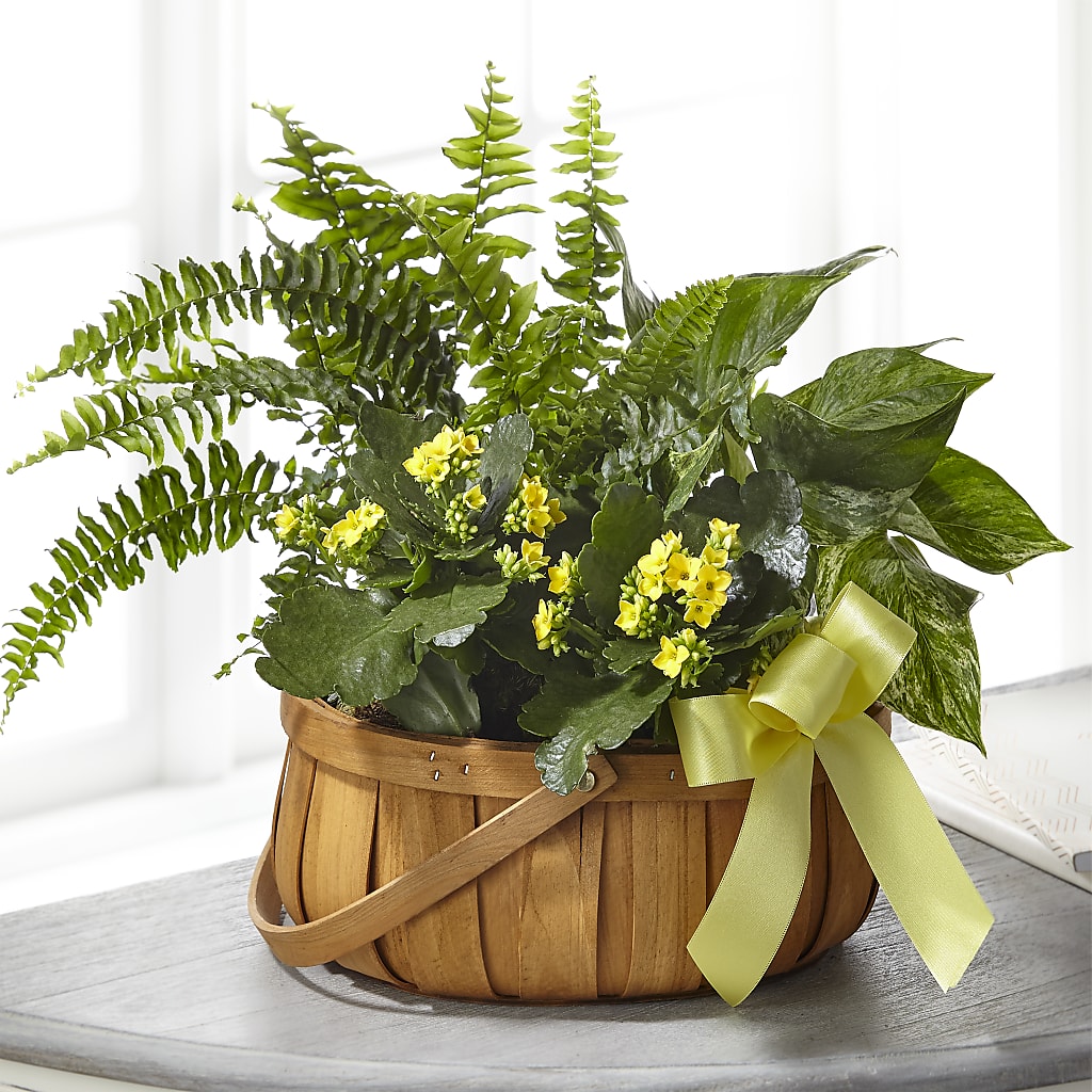 Always Dear Dishgarden – Showcase Flowers, San Francisco CA