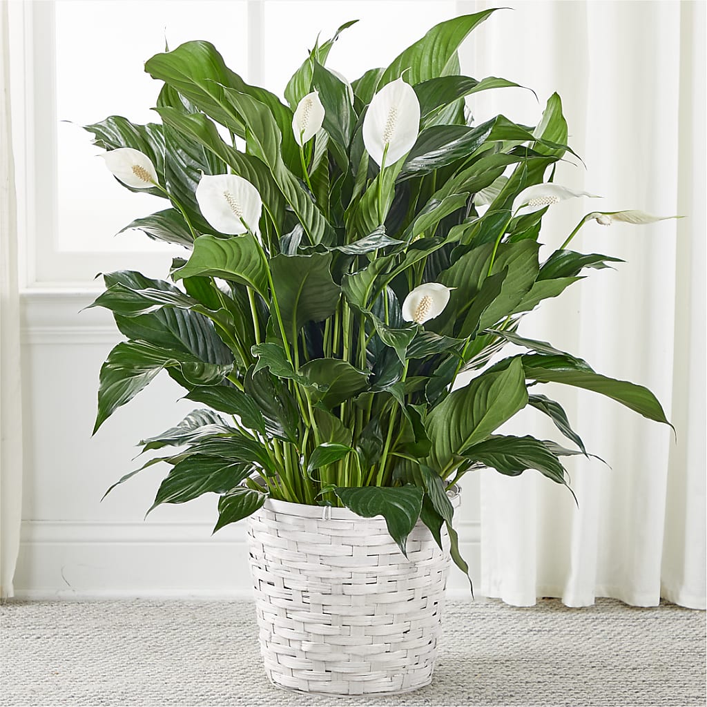 A New Leaf Peace Lily – Showcase Flowers, San Francisco CA