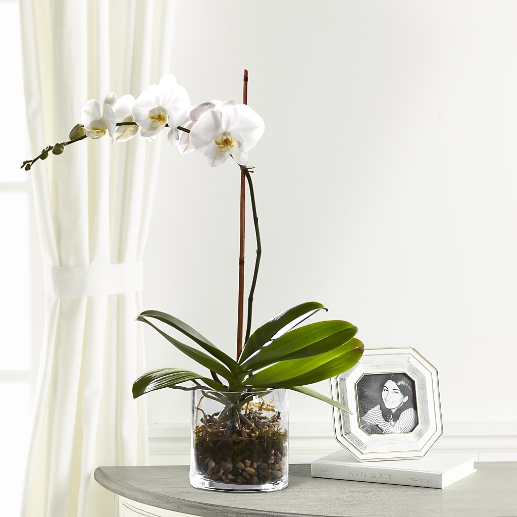 White Orchid Planter – Showcase Flowers, San Francisco CA