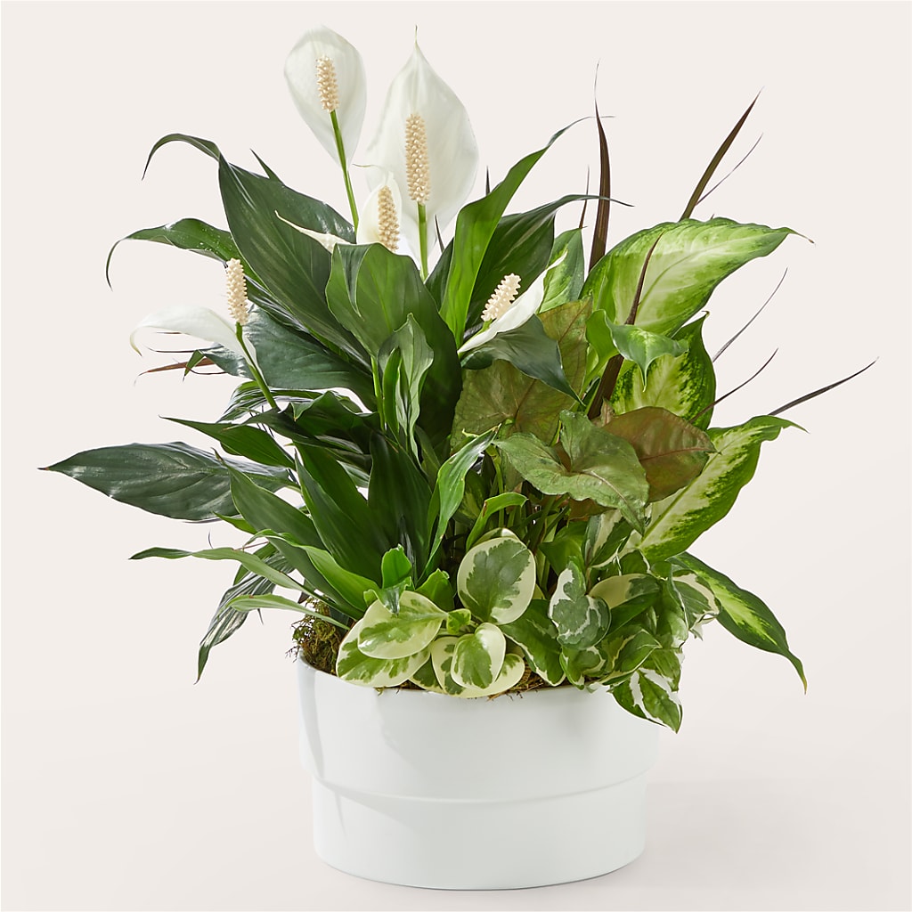 Radiating Positivity Dishgarden – Showcase Flowers, San Francisco CA