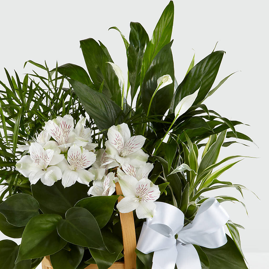 Peace & Serenity Dishgarden –  Showcase Flowers, San Francisco CA