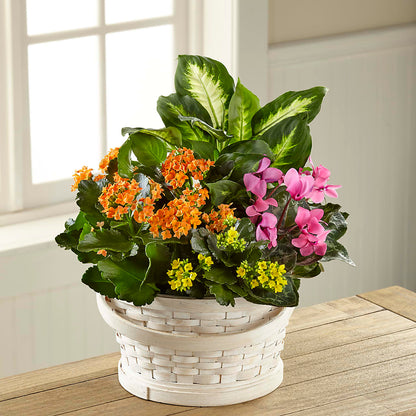 Color Crush Dishgarden –  Showcase Flowers, San Francisco CA