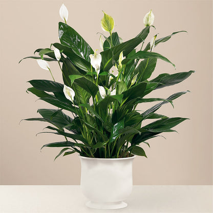Comfort Planter –  Showcase Flowers, San Francisco CA