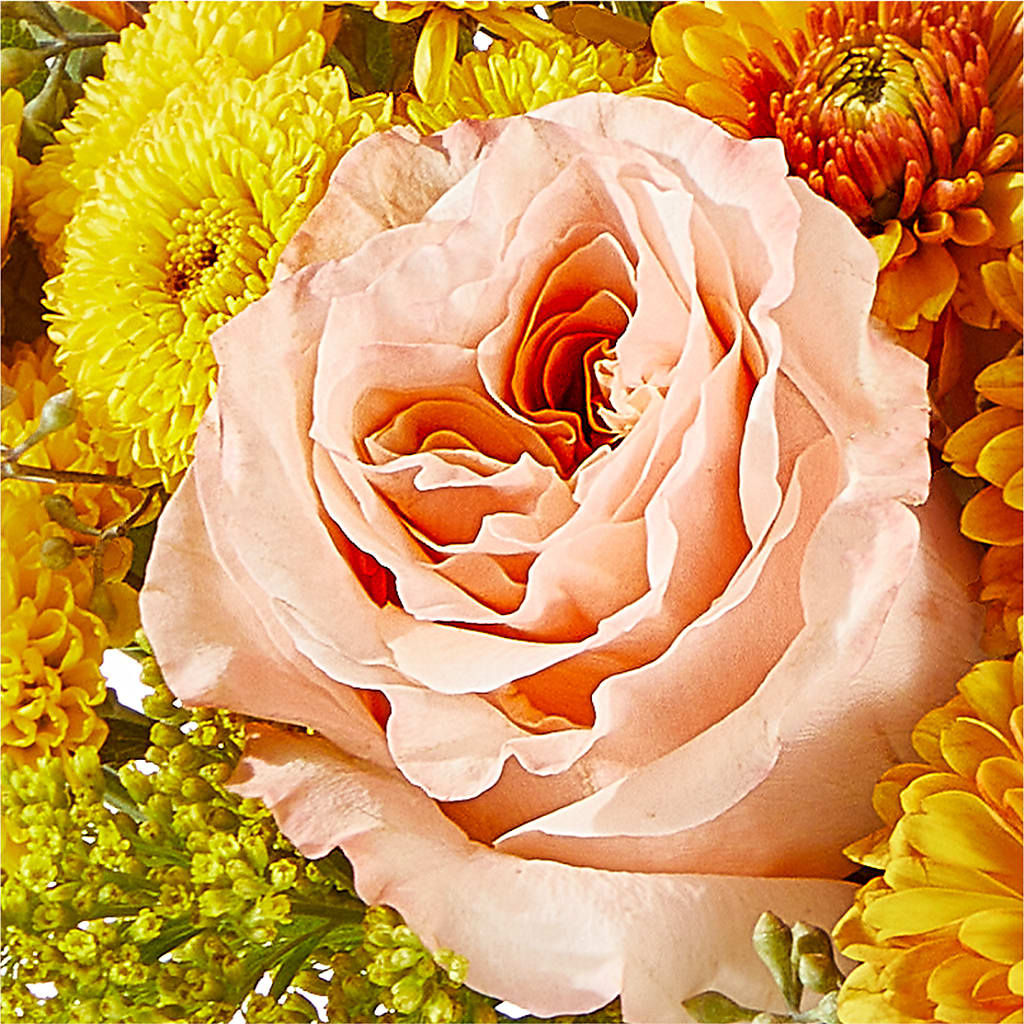 Peachy Pumpkin –  Showcase Flowers, San Francisco CA