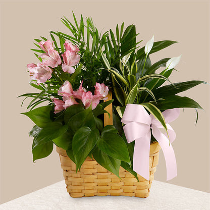 Living Spirit Dishgarden –  Showcase Flowers, San Francisco CA