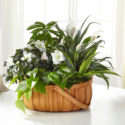 Serene Dishgarden –  Showcase Flowers, San Francisco CA