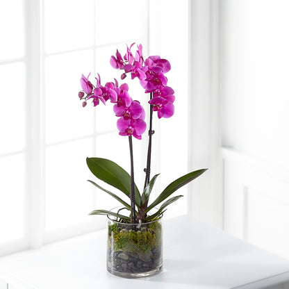 Pink Orchid Plant –  Showcase Flowers, San Francisco CA