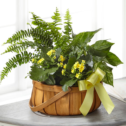 Always Dear Dishgarden –  Showcase Flowers, San Francisco CA