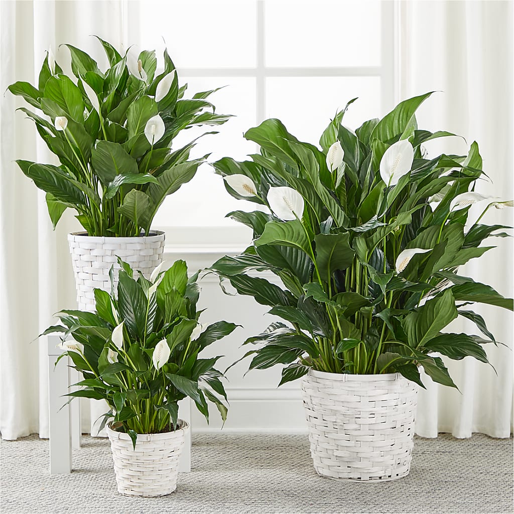 A New Leaf Peace Lily –  Showcase Flowers, San Francisco CA