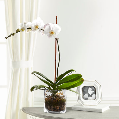 White Orchid Planter –  Showcase Flowers, San Francisco CA