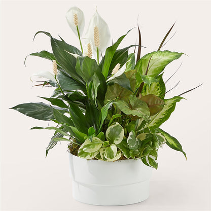 Radiating Positivity Dishgarden –  Showcase Flowers, San Francisco CA